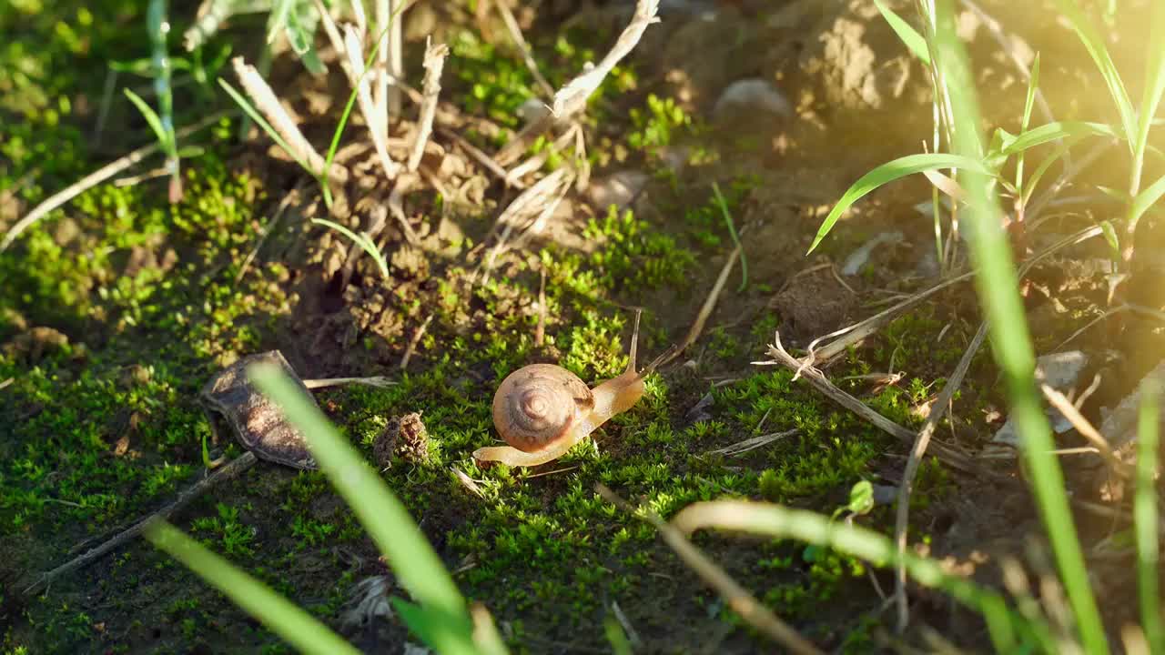 苔藓上的蜗牛视频下载
