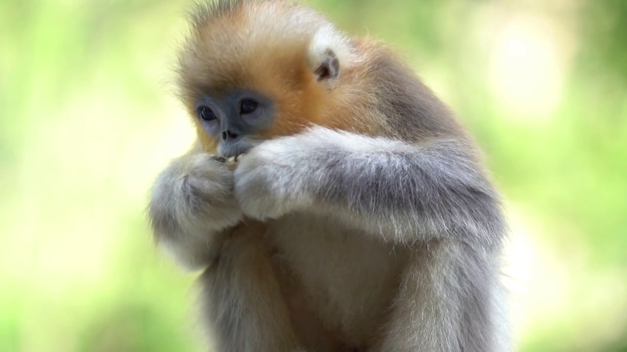 金丝猴子猕猴小猴子幼崽猴群猴王野猴子动物视频下载