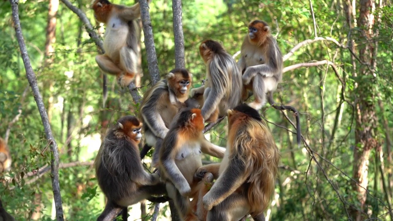 金丝猴子猕猴小猴子幼崽猴群猴王野猴子动物视频下载