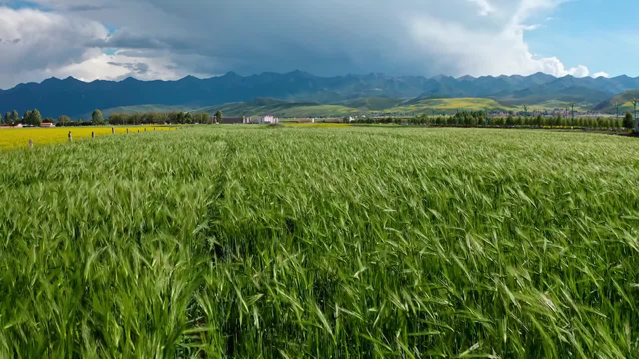 青稞，绿色的田野，夏季的农田视频素材