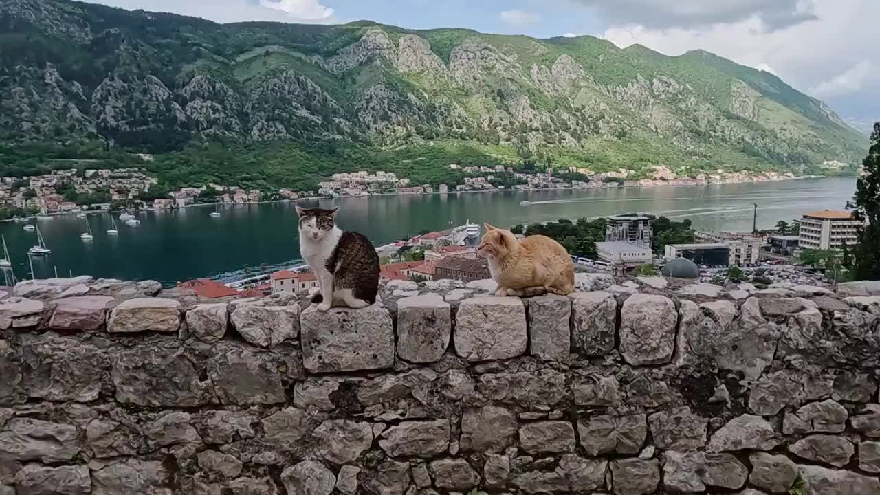 站在墙上的猫，克托尔古城的猫，科托尔湾，欧洲的古城视频下载