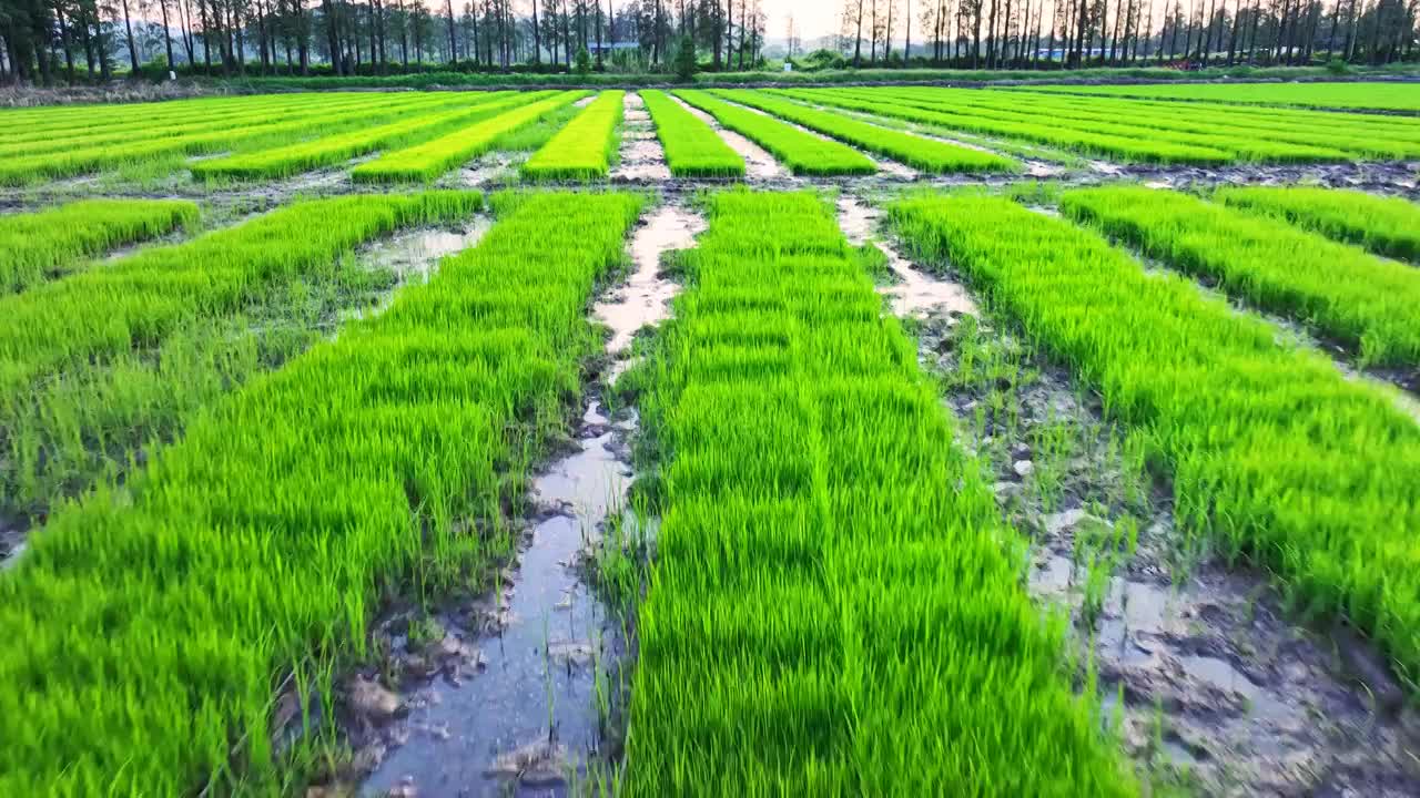 4k水稻培育秧苗粮食安全绿色稻田生态航拍视频下载