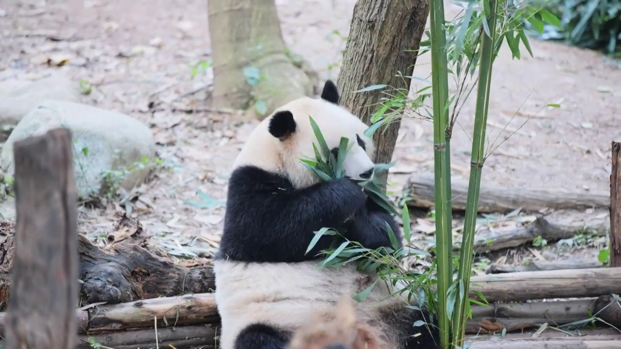 熊猫合集视频下载