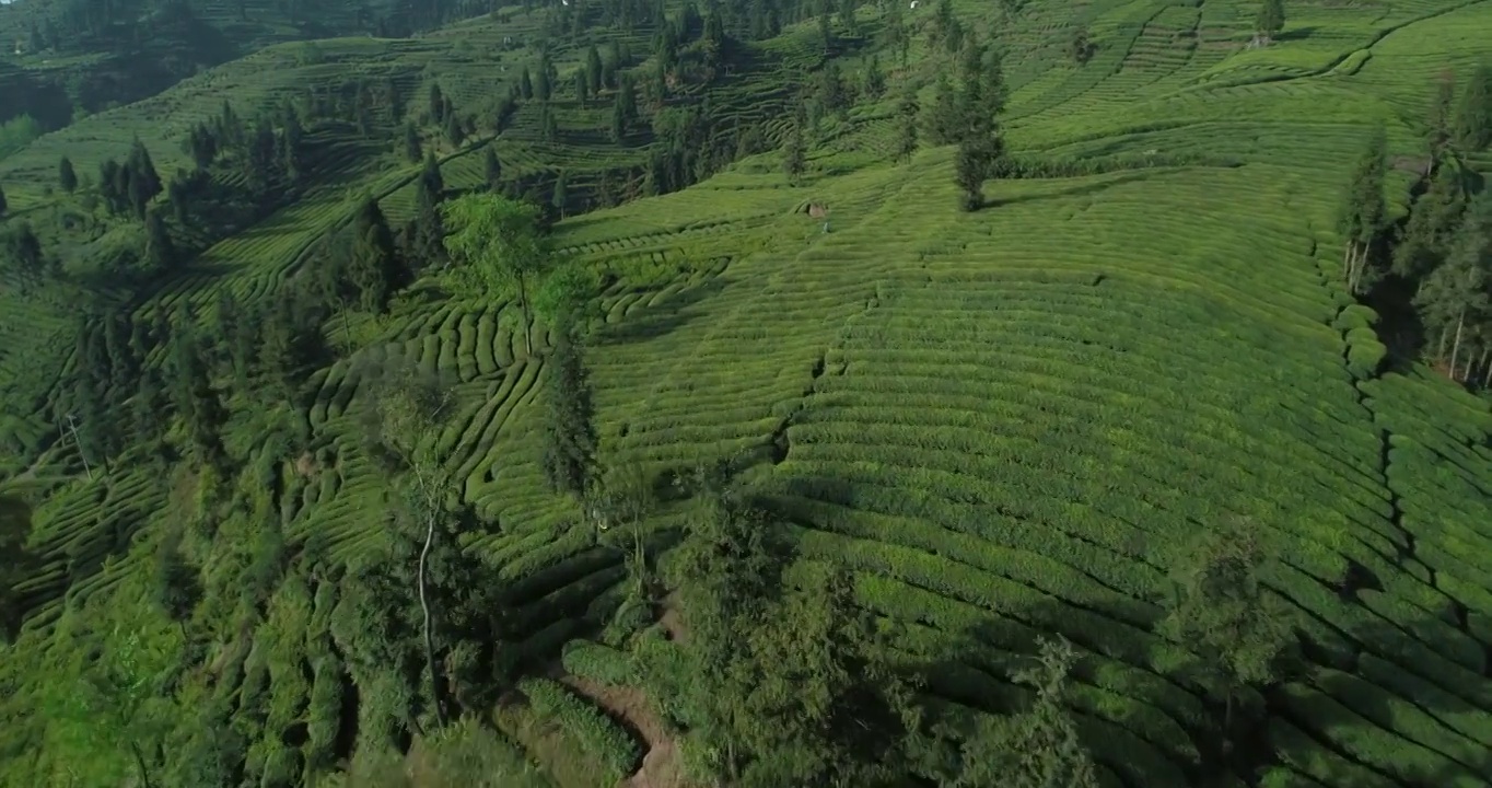 四川峨眉山下美丽的茶叶基地绿茶梯田航拍风景视频下载