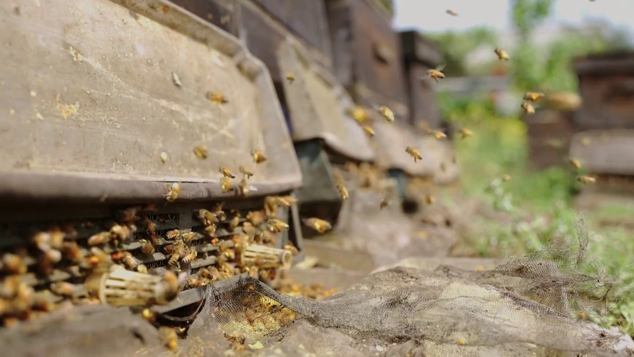 阳光下的蜂巢成群蜜蜂飞舞视频下载