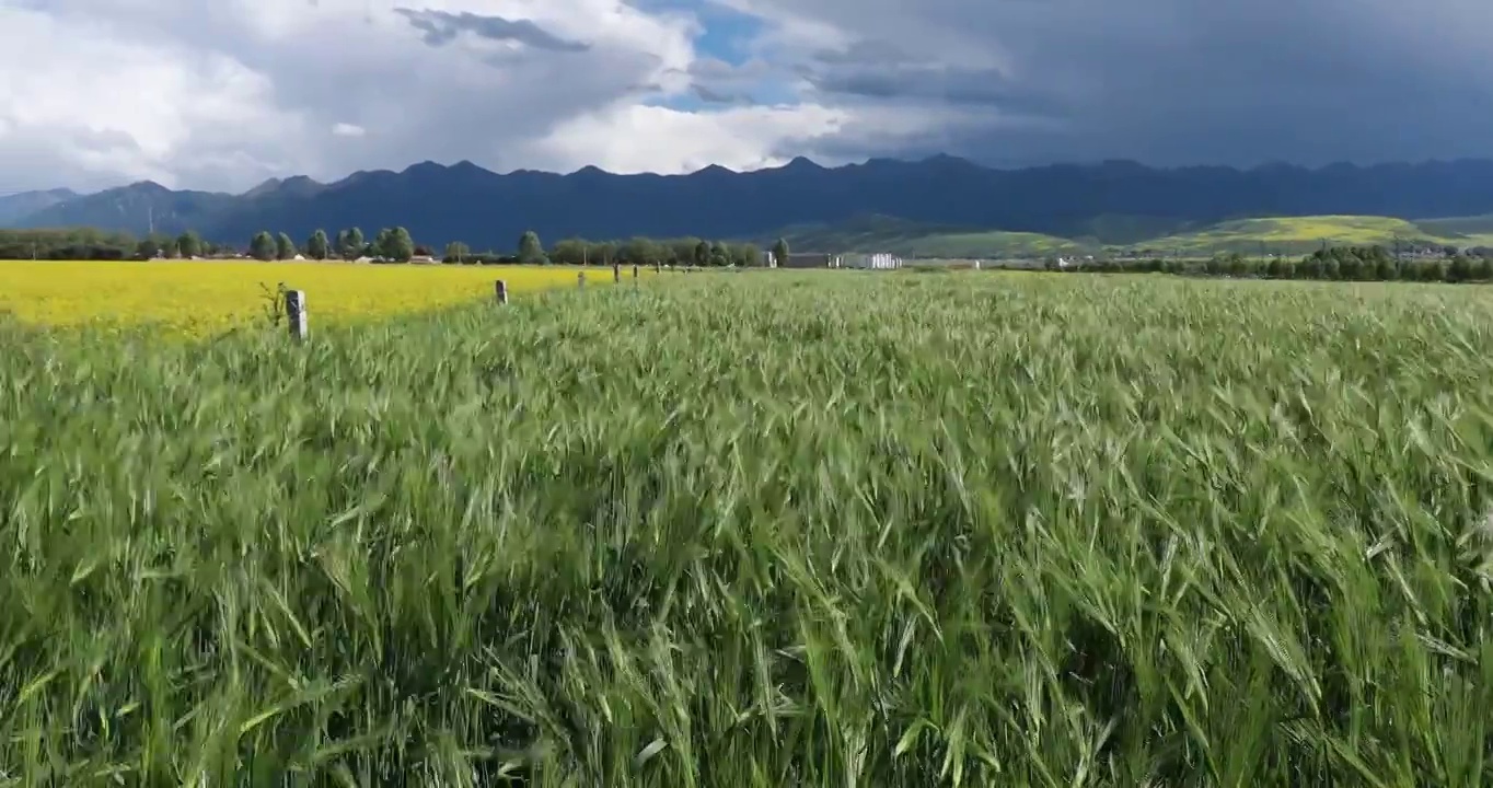 青稞的农田，夏季绿色的青稞，夏季的农田随风摇曳视频素材