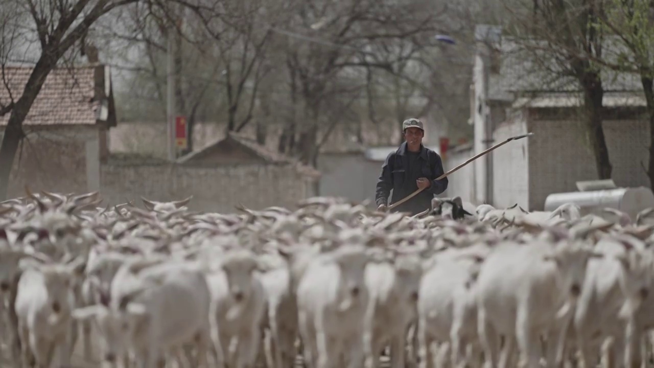 放羊的农民视频下载