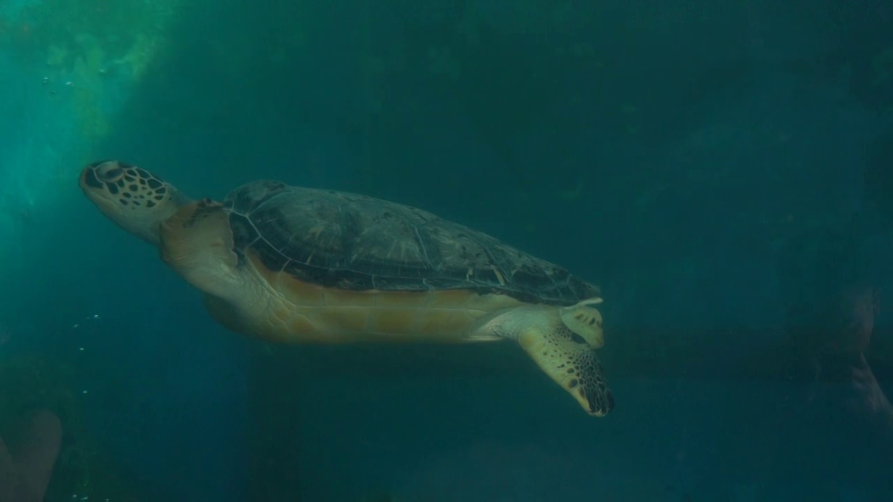 4K动物大海龟实拍视频视频下载