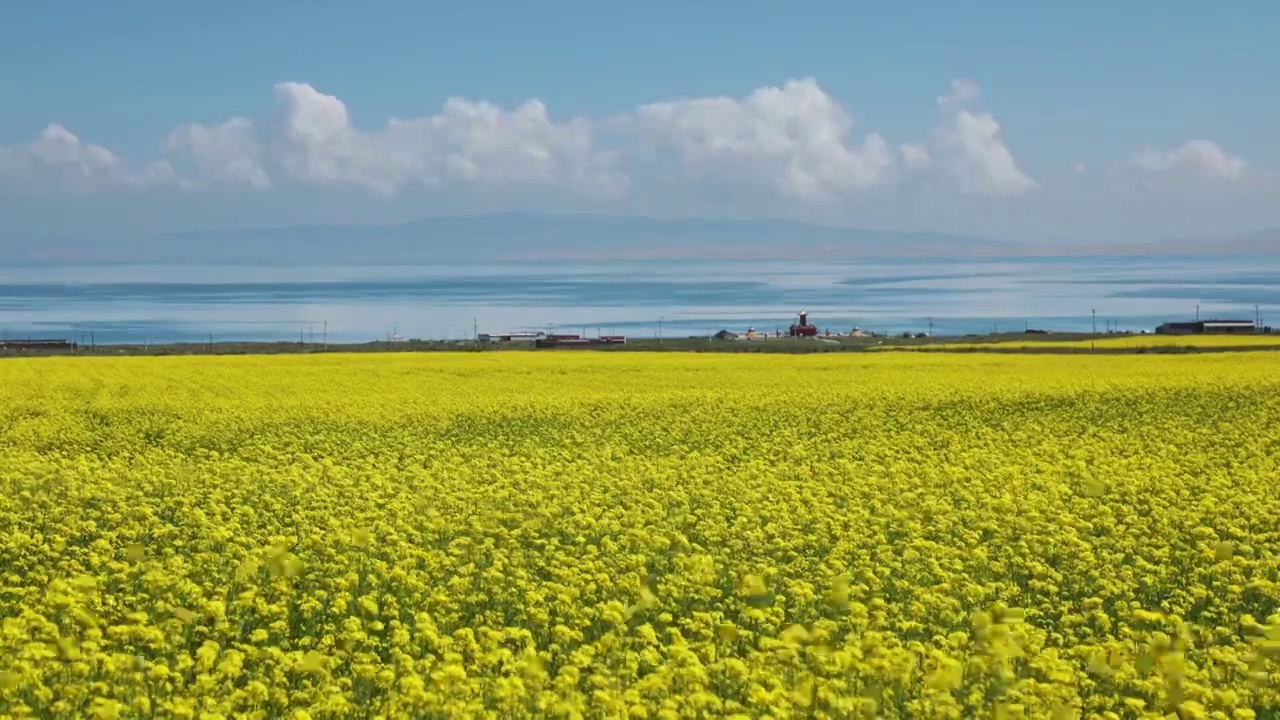青海湖的夏天，夏天的油菜花，黄色与蓝色对比色的清新画面视频下载