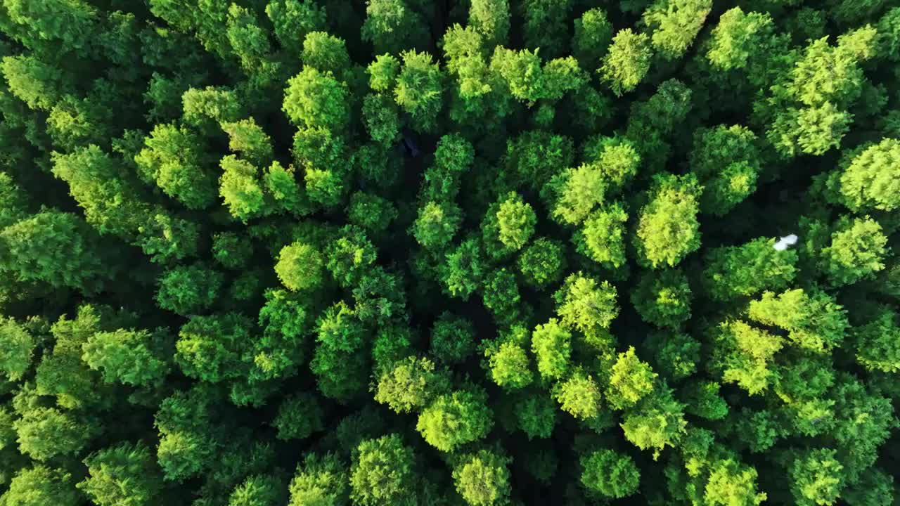 4k鸟瞰水杉森林风景绿水青山绿色自然航拍视频下载
