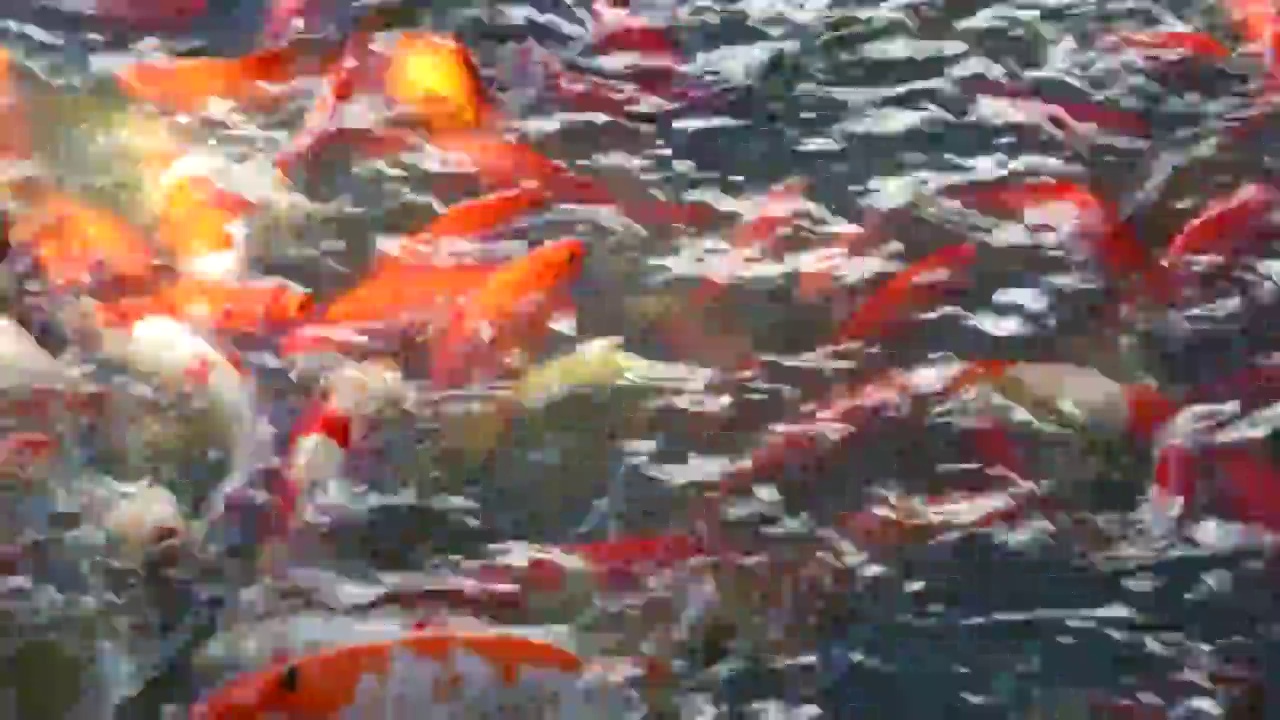 金鸡湖大群鲤鱼锦鲤观赏鱼鱼群视频素材