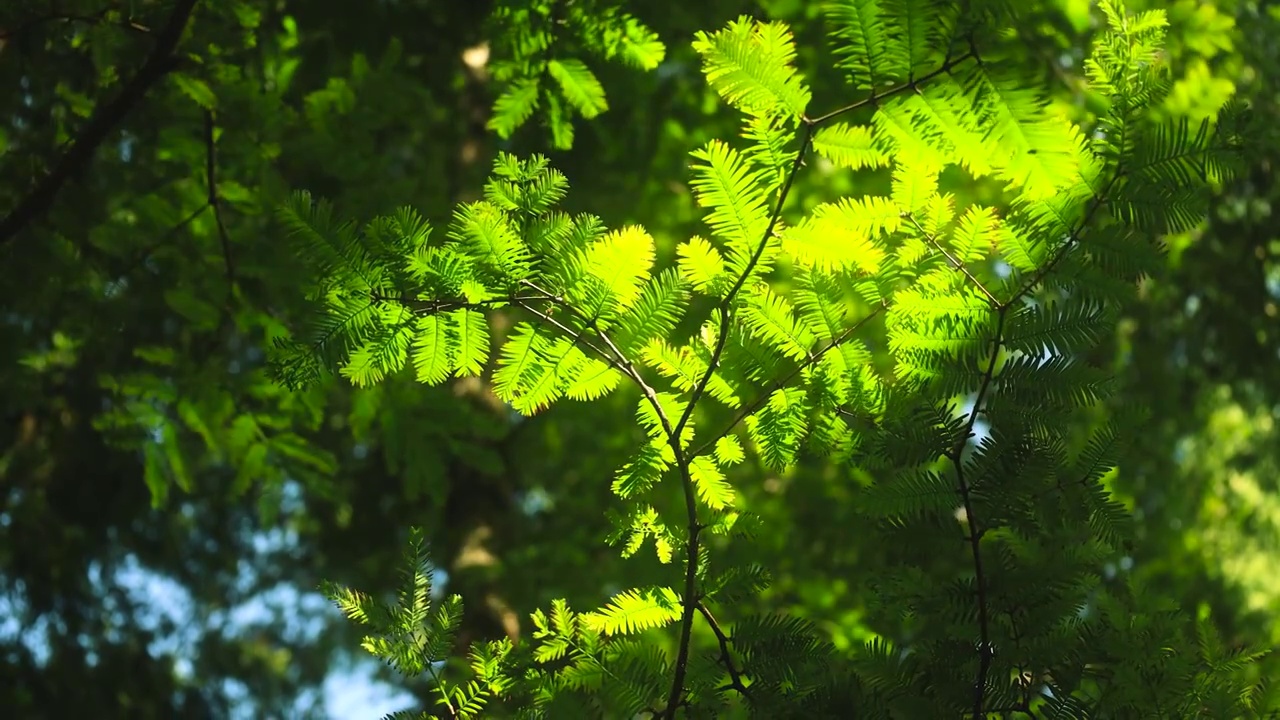 阳光透过泛黄的水杉树叶视频下载