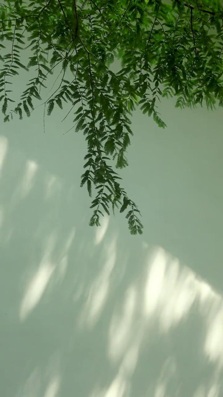 随风摇曳的水杉树枝与白墙上的影子视频下载
