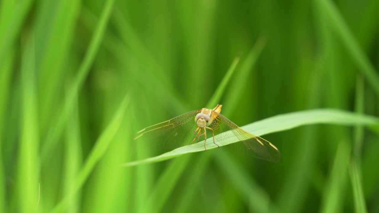 稻田里的蜻蜓视频下载