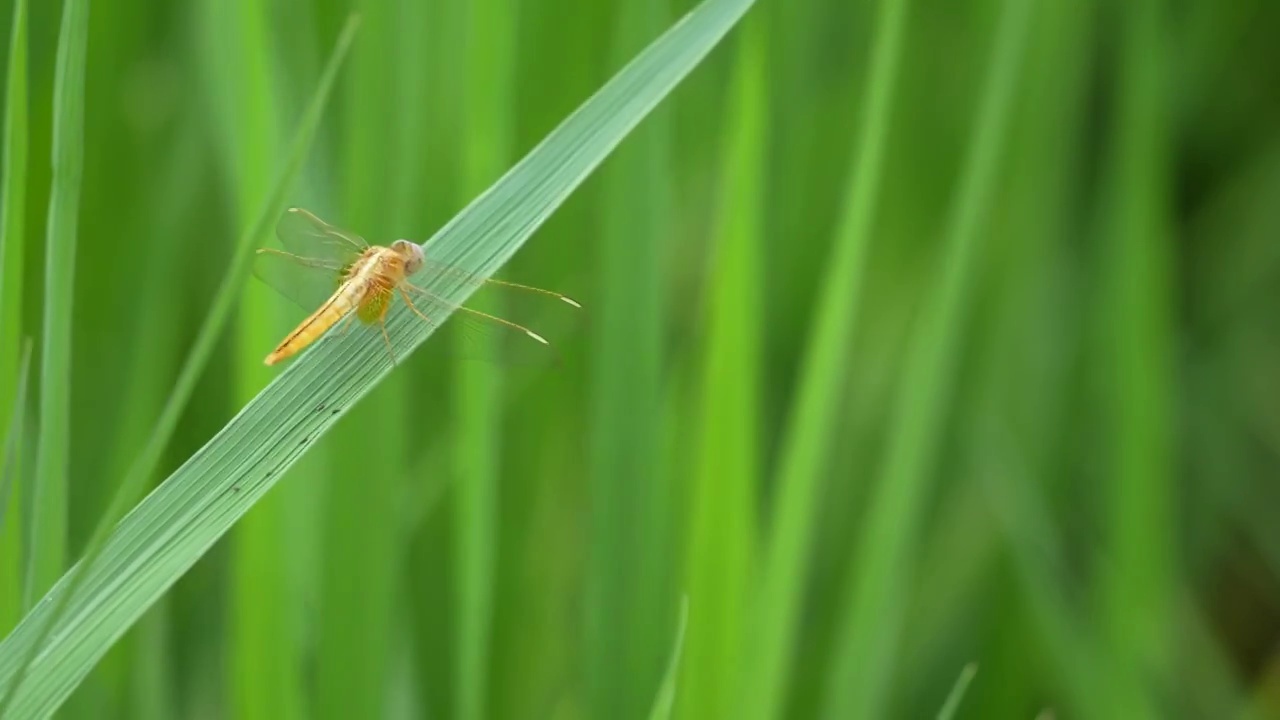 稻田里的蜻蜓视频下载