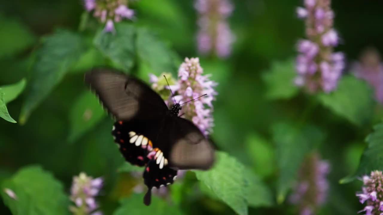 黑色凤尾蝶在藿香花上飞舞采蜜授粉慢镜头视频下载