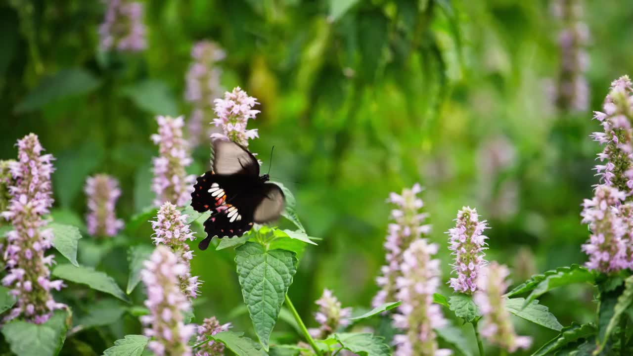 黑色凤尾蝶在藿香花上飞舞采蜜授粉慢镜头视频下载
