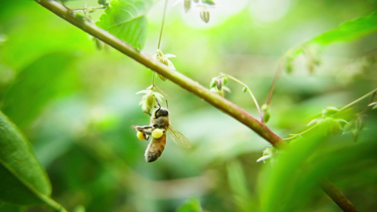 特写自然界蜜蜂采蜜授粉慢镜头视频下载