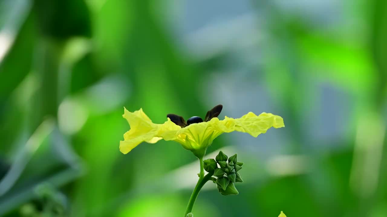 丝瓜花上的蜜蜂视频下载