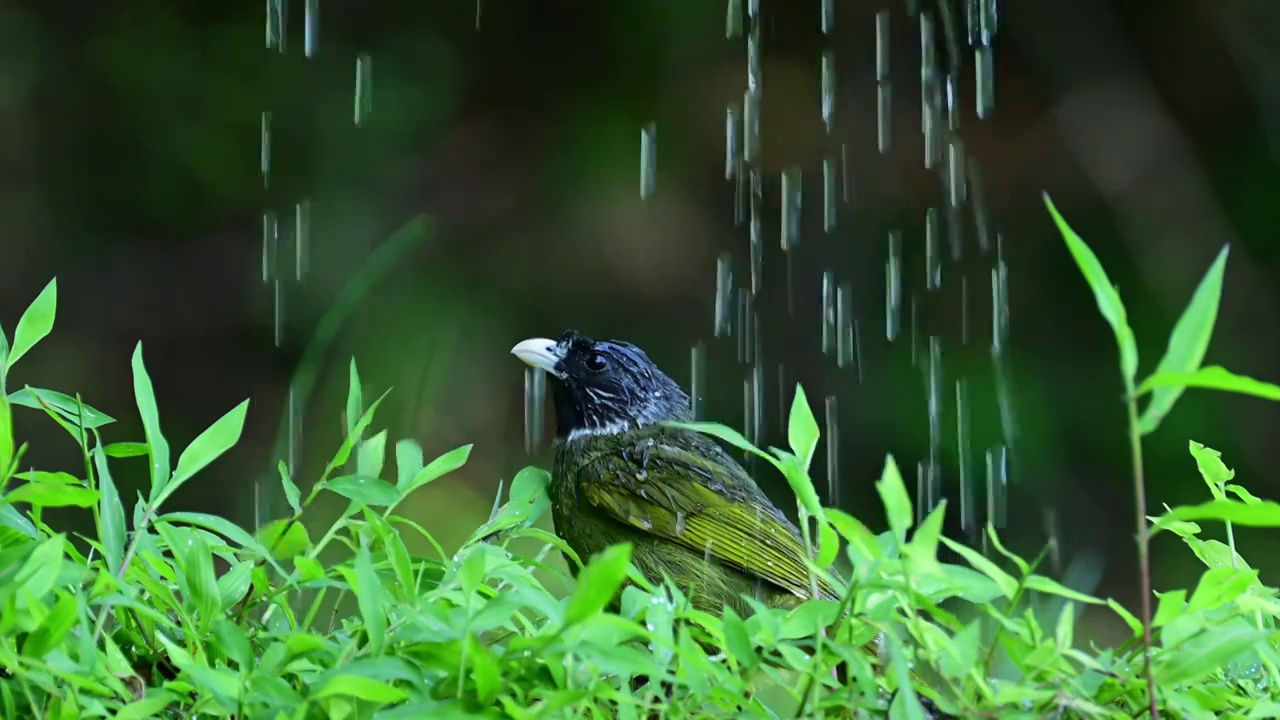 领雀嘴鹎鸟洗淋浴视频下载