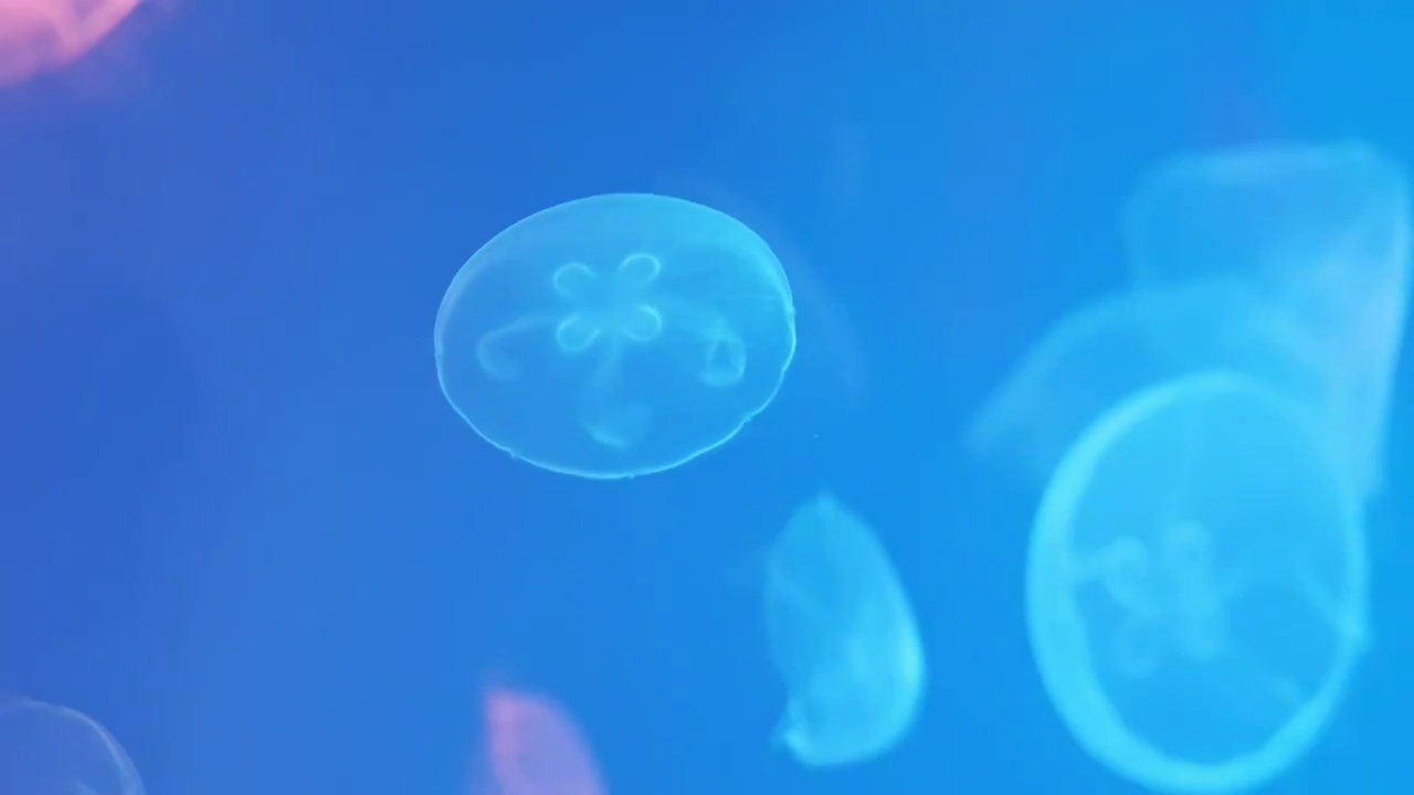水中游动漂浮的水母视频下载