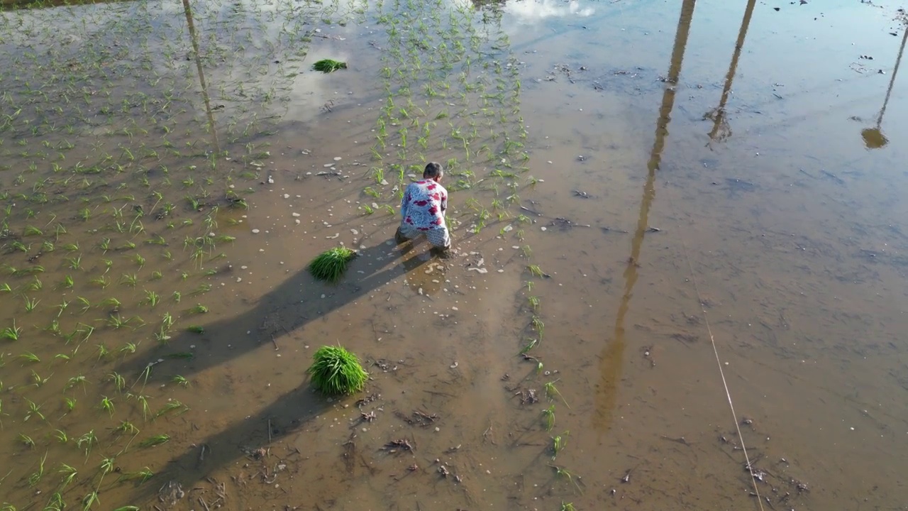 一位农村妇女在田里插秧视频素材