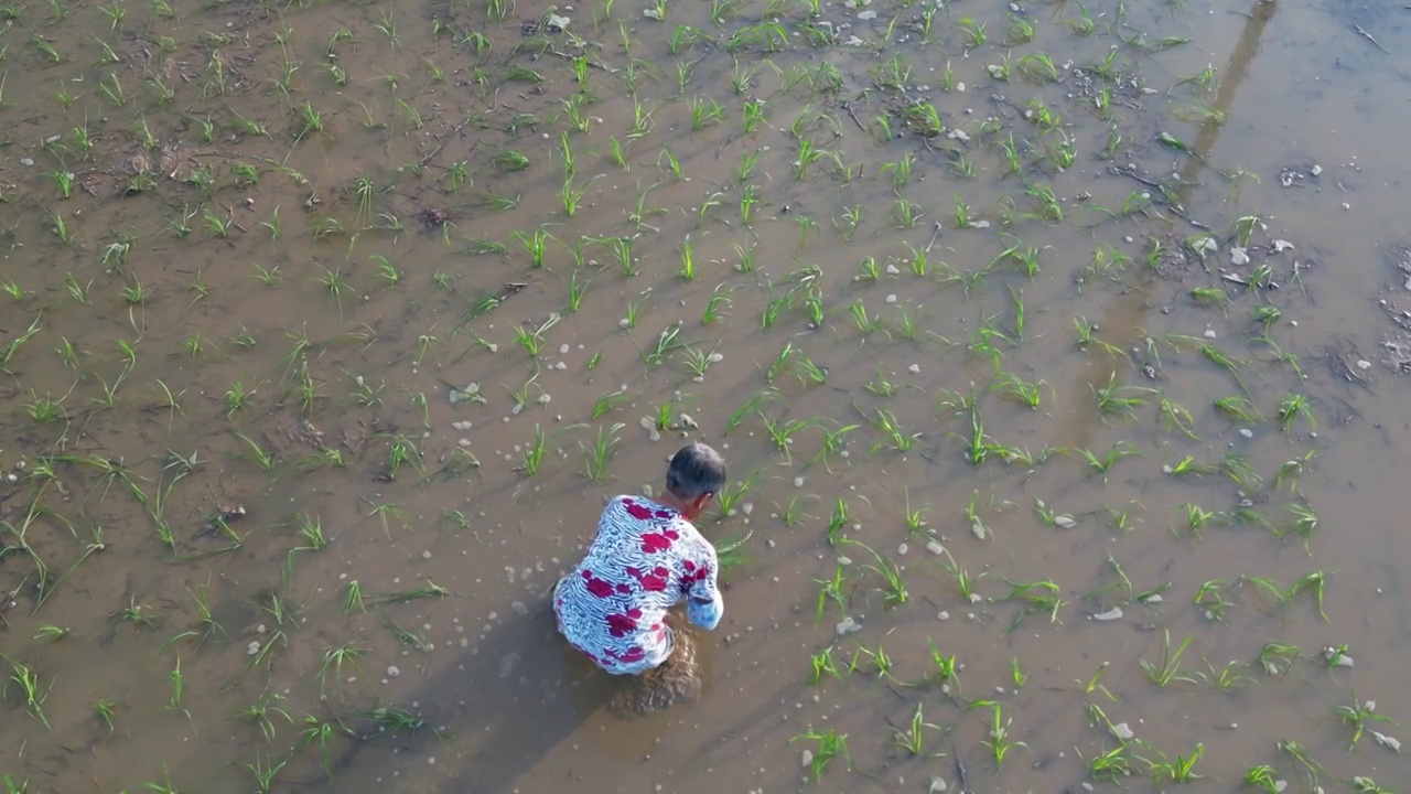 一位农村妇女在田里插秧视频素材