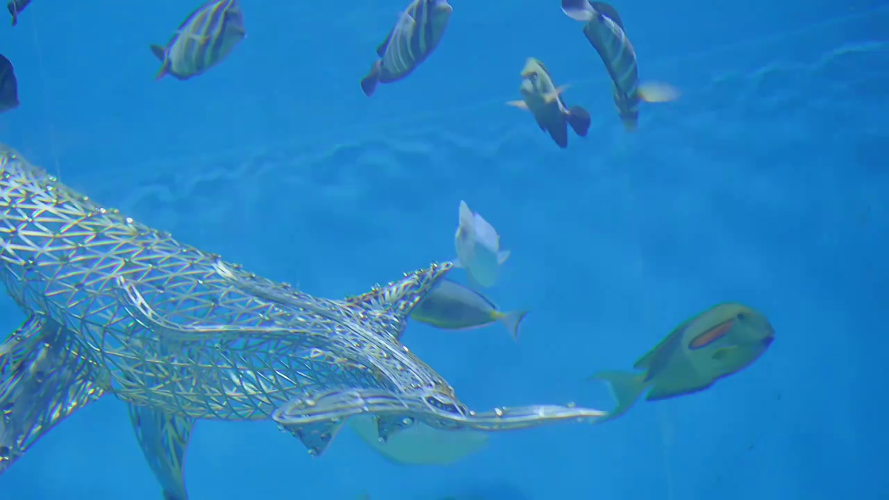 上海海昌海洋公园水族馆鱼群海洋生物视频下载