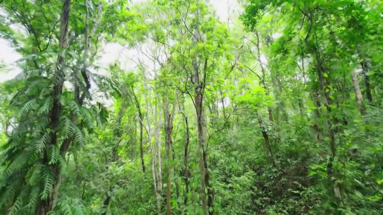 航拍西双版纳雨林风景视频下载