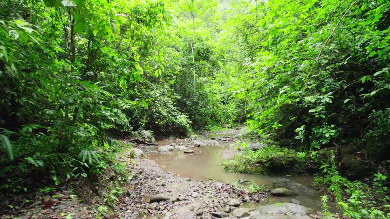航拍西双版纳雨林风景视频下载