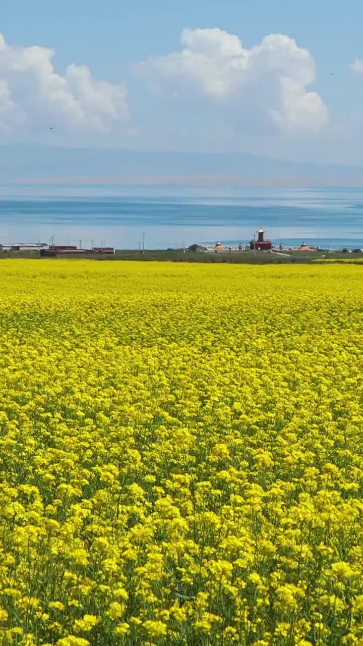 青海湖的油菜花，夏天的色彩，黄色与蓝色的清新画面视频下载