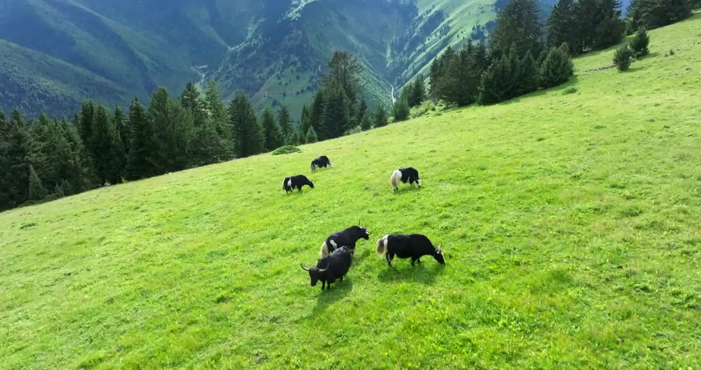 森林草原牦牛视频下载