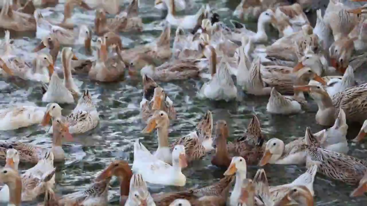 鸭 养鸭 养殖 规模 鸭群 水面 养殖场视频素材