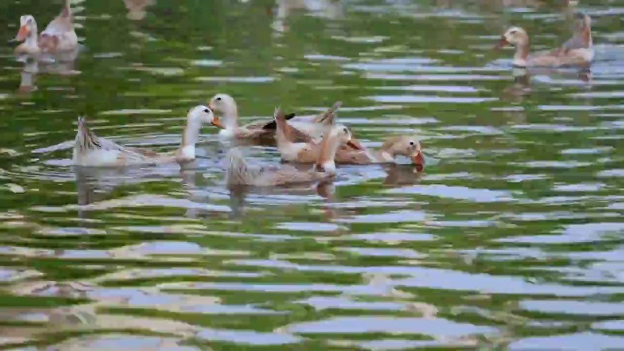 鸭 养鸭 养殖 规模 鸭群 水面 养殖场视频素材