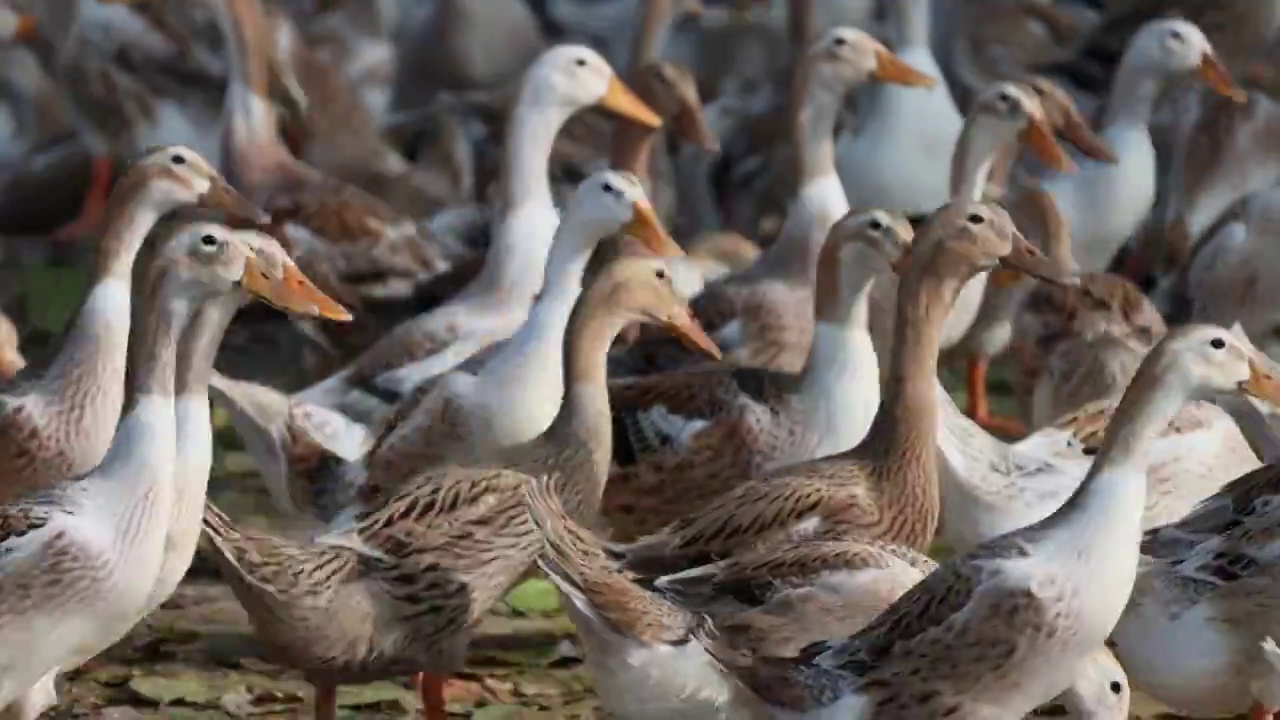 鸭 养鸭 养殖 规模 鸭群 水面 养殖场视频下载