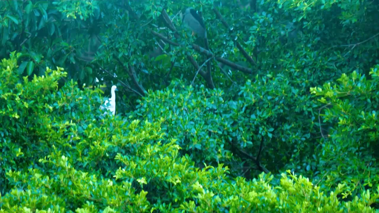 鸟类自然保护区原始森林覆盖人迹罕至岛屿白鹭天堂微风细浪依山傍水聚气规划理念格局海湾水岸公园和谐布局视频素材