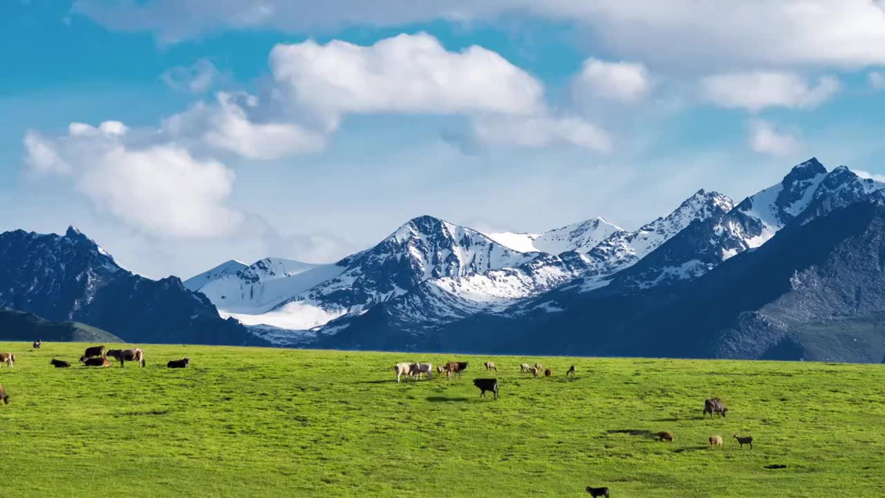 新疆伊犁大草原吃草的牛马羊（合集）视频下载
