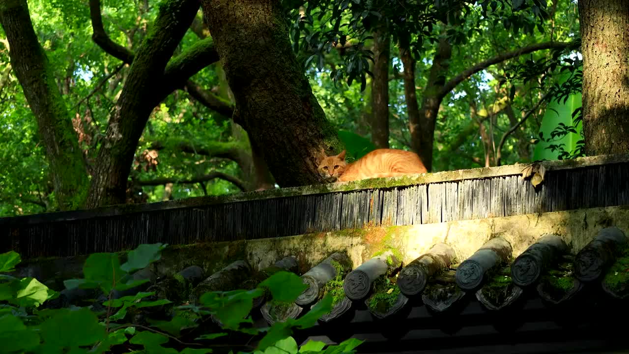 阳光照射着密林中围墙上小猫视频下载