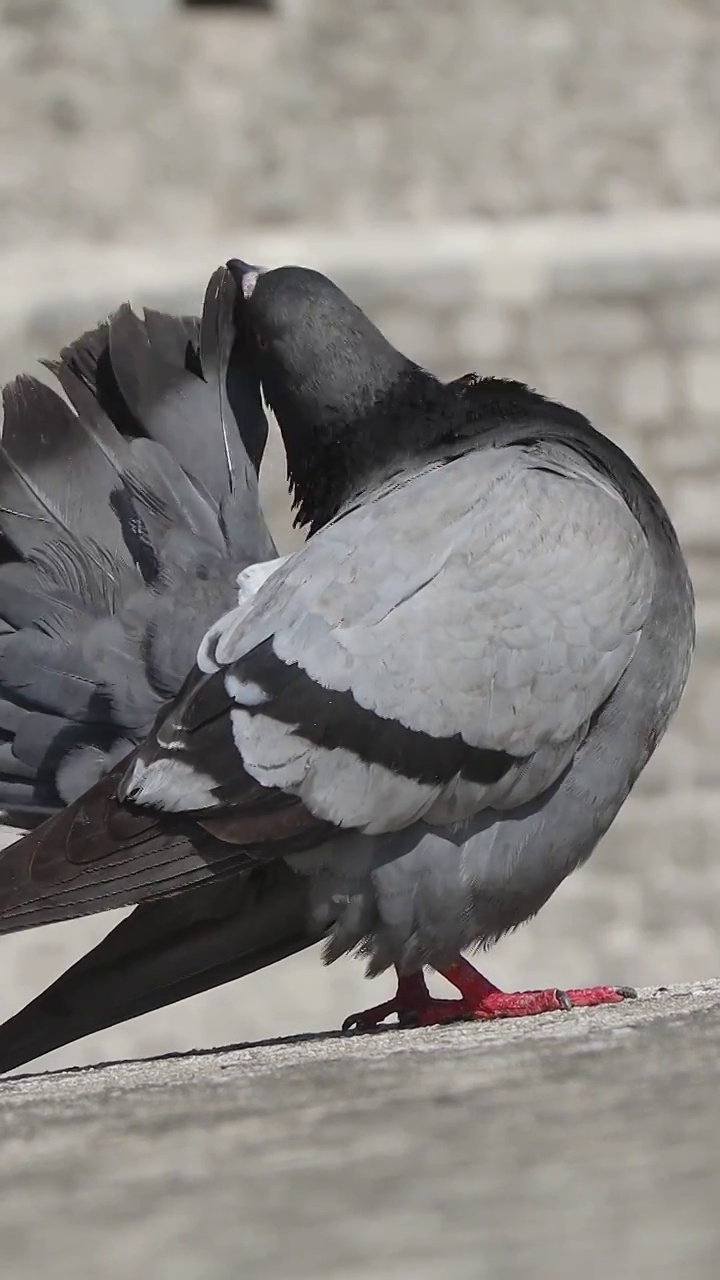鸽子，正在梳理羽毛的鸽子视频下载