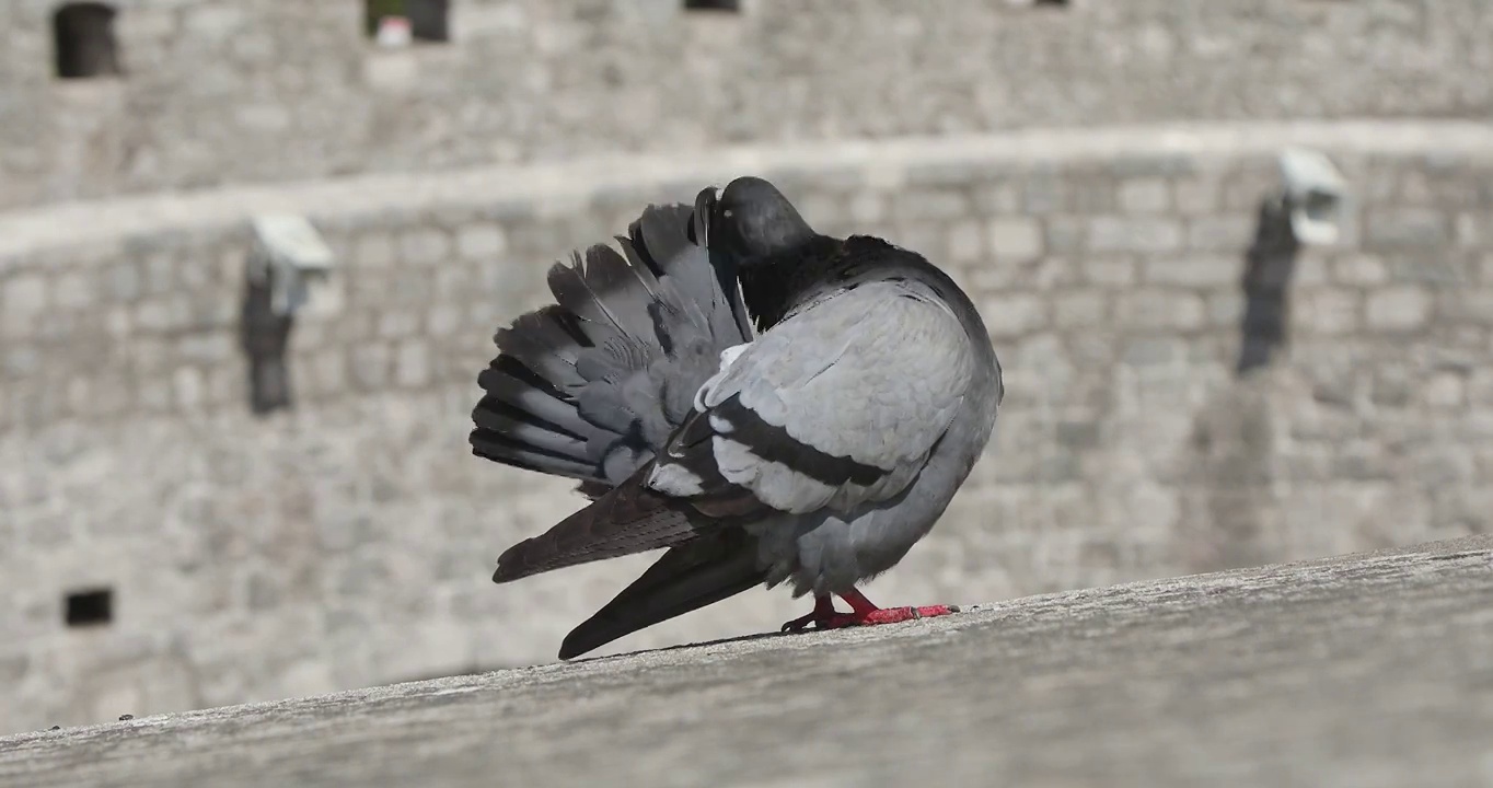 鸽子，正在梳理羽毛的鸽子视频下载
