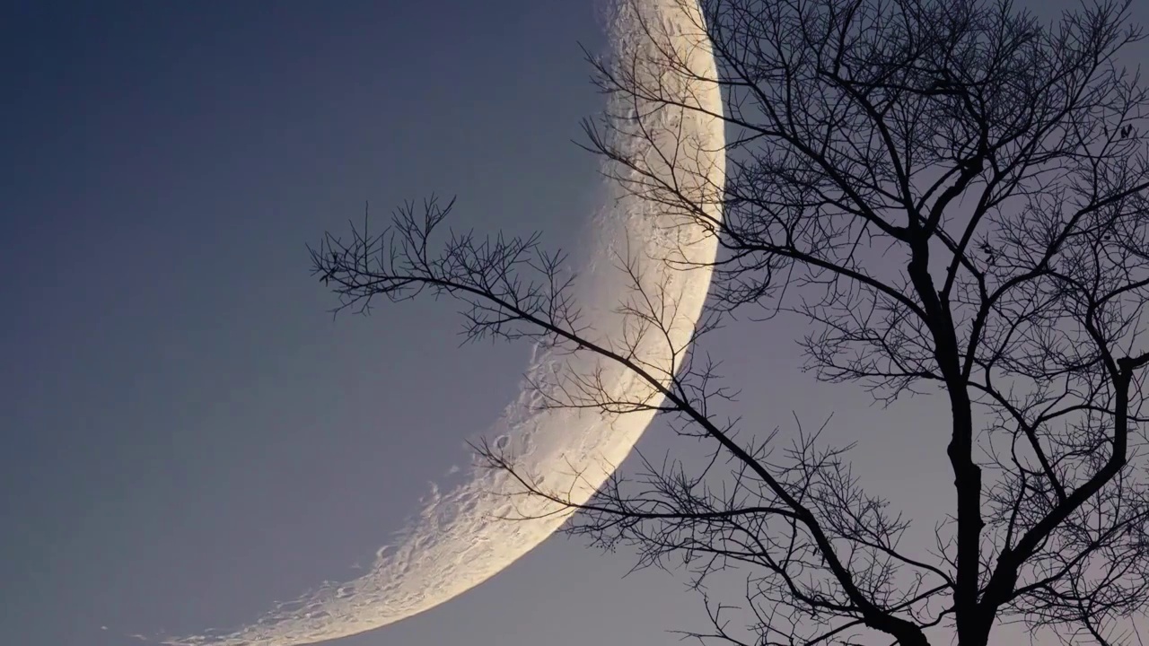 大月亮树木剪影延时视频素材