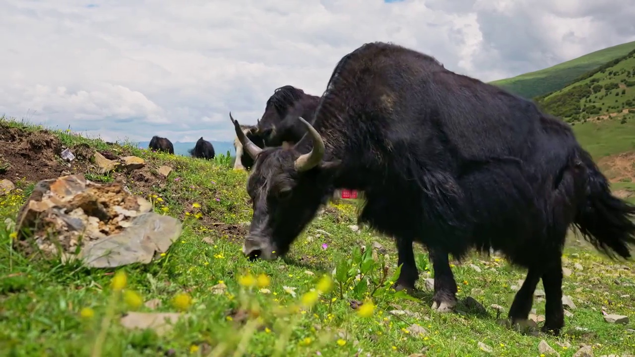 川西牦牛吃草实拍视频视频下载