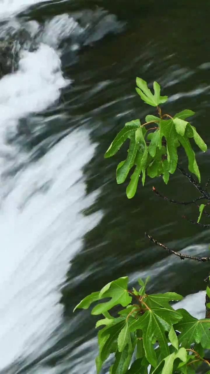 夏天流动的河流，绿色生态之美，潺潺流水，静谧安静的自然景观视频下载