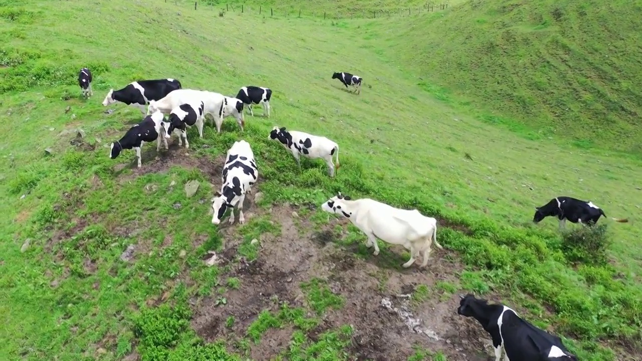 航拍邵阳城步南山牧场奶牛和草原风光视频下载