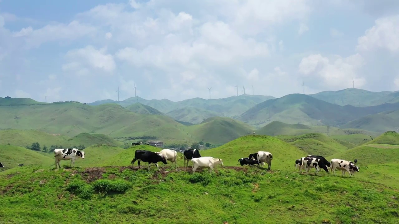 航拍邵阳城步南山牧场奶牛和草原风光视频下载