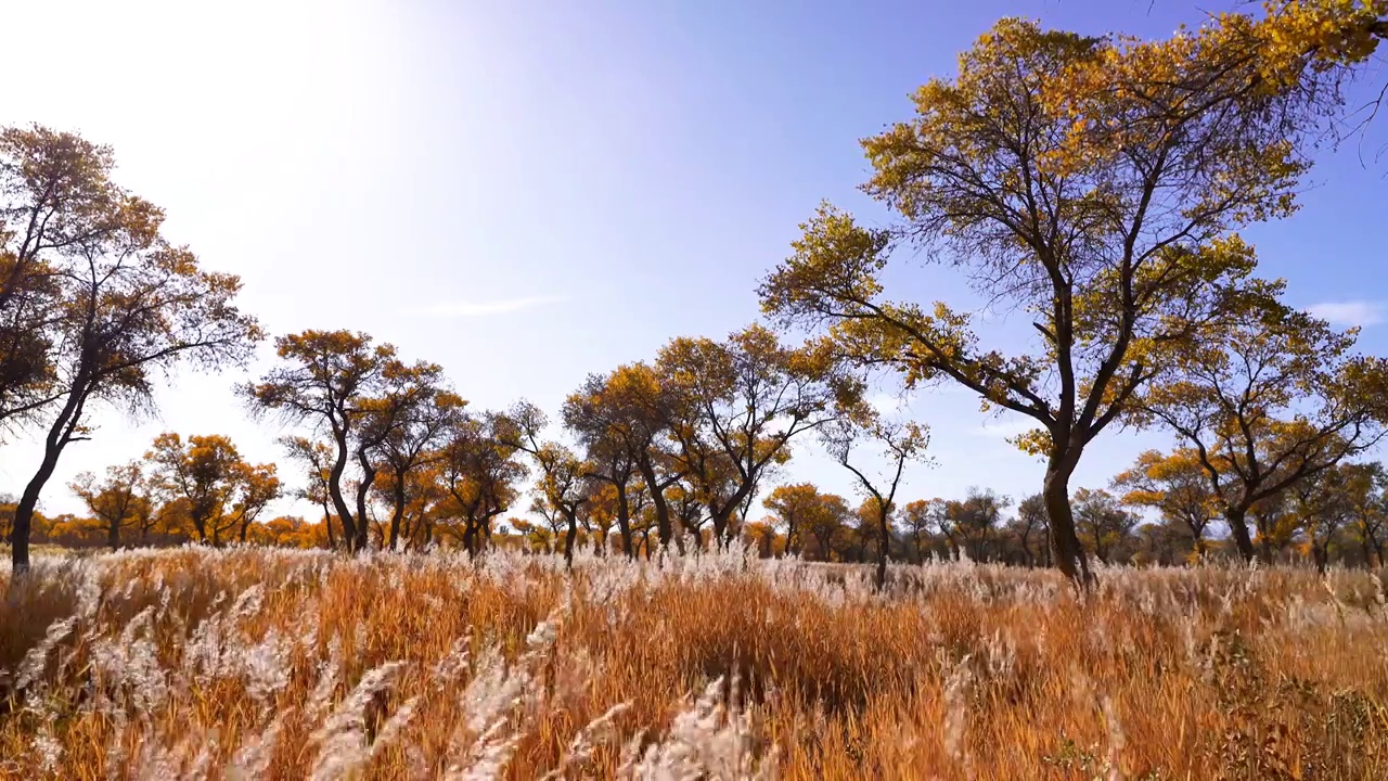 秋天新疆的金色胡杨林，胡杨树和风中的芦苇视频下载