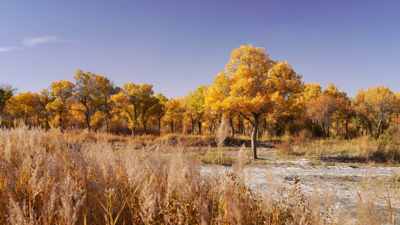 秋天新疆金色胡杨树，胡杨林和风中的芦苇花视频下载