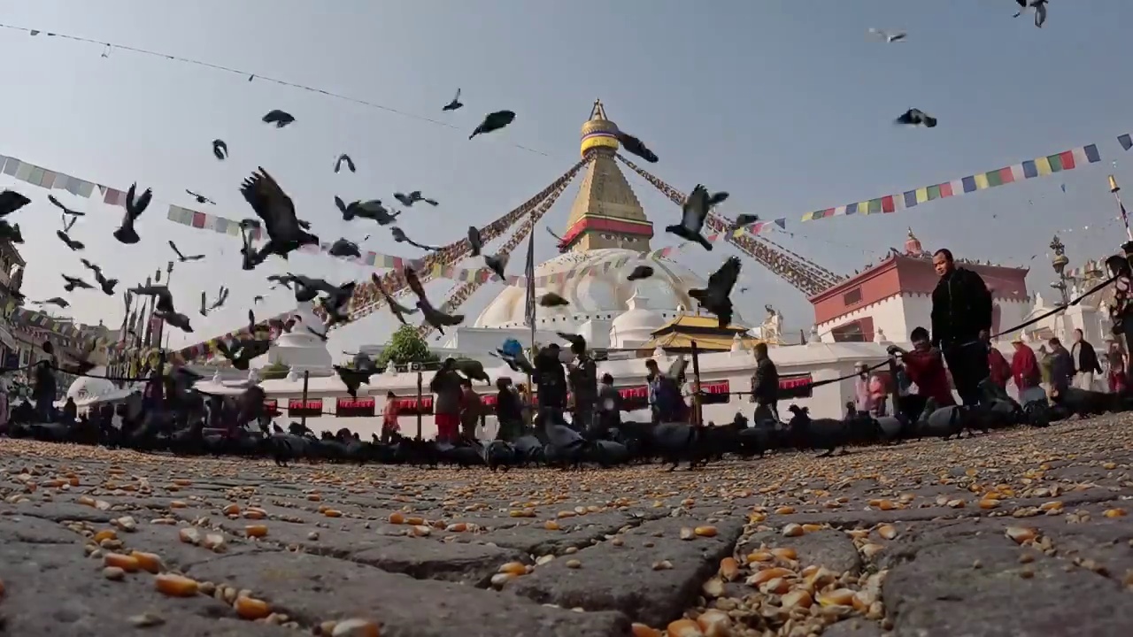 博达哈大佛塔，加德满都地标建筑，尼泊尔的佛眼，广场上飞舞的鸽子视频素材