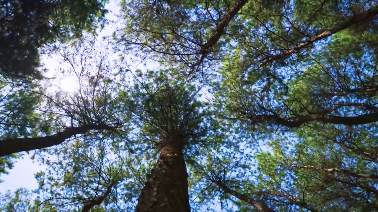 唯美树林空镜 阳光透过森林视频素材