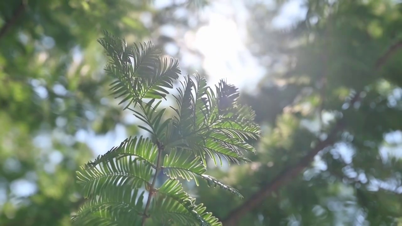 夏天午后阳光透过树叶逆光视频素材
